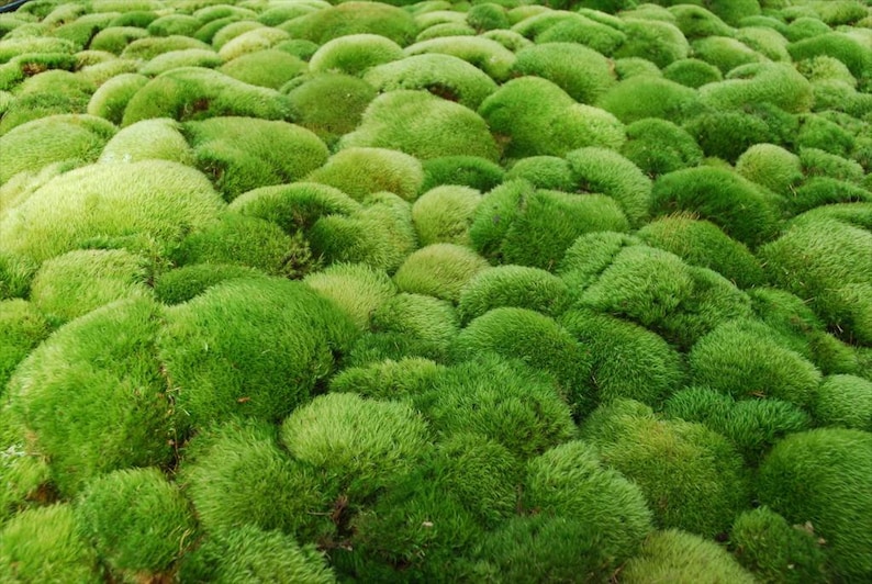 LIVE MOSS Terrarium Moss Bulk Moss Mossy Nuggets Cushion Etsy