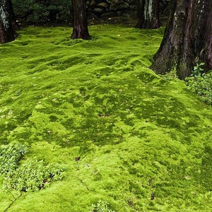 May include: A vibrant green moss ground cover surrounds the bases of several dark brown tree trunks. Patches of small green plants are interspersed throughout the moss, creating a textured landscape.