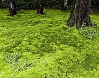 Live Moss Pallet, Bulk Cushion & Sheet Moss for Terrariums