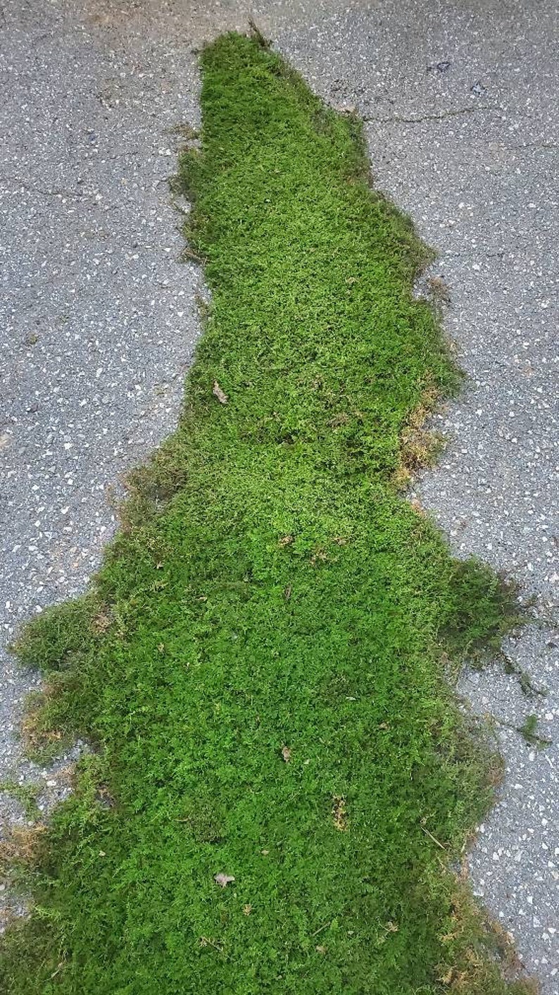 LIVE MOSS Terrarium Moss Bulk Moss Mossy Nuggets Cushion Etsy