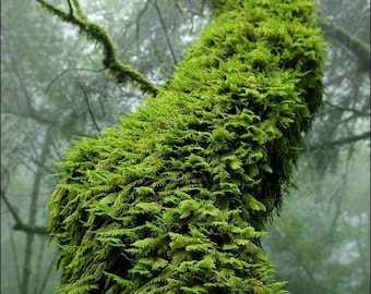 Live Moss Sheet: Natural Table Runner, Terrarium Decor