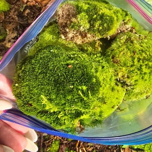 Live GORGEOUS, PLUSH Moss, LIVE Pin Cushion Moss, Sheet Moss, Mood Moss, Fern Moss, Lichen