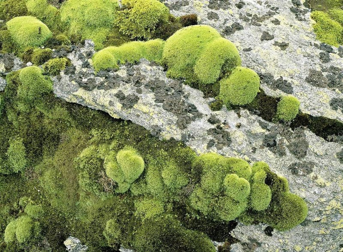 LIVE MOSS Terrarium Moss Bulk Moss Mossy Nuggets Cushion Etsy