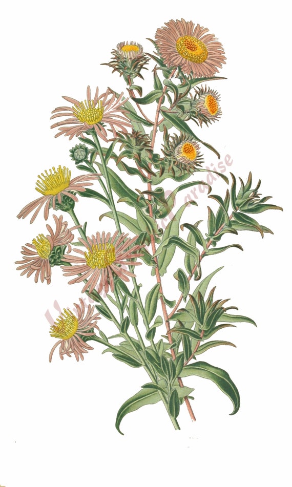 Antique Botanical Illustration Flower Digital Download Clip | Etsy Ireland