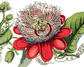 2 Antique Botanical Illustration Flower Digital Download Clip Art - Dielytra Chrysanta, Pyrethrum Rubrum