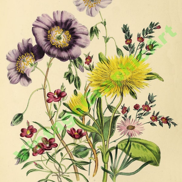 9 Antique Botanical Illustration Flower Digital Download Clip Art - The ladies' flower-garden