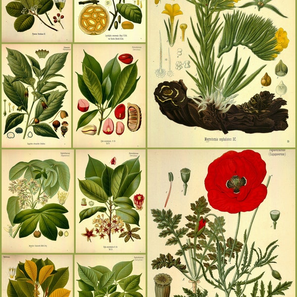 Medicinal plants - Medizinal Pflanzen -Collection of 81 vintage pictures  - printable instant download