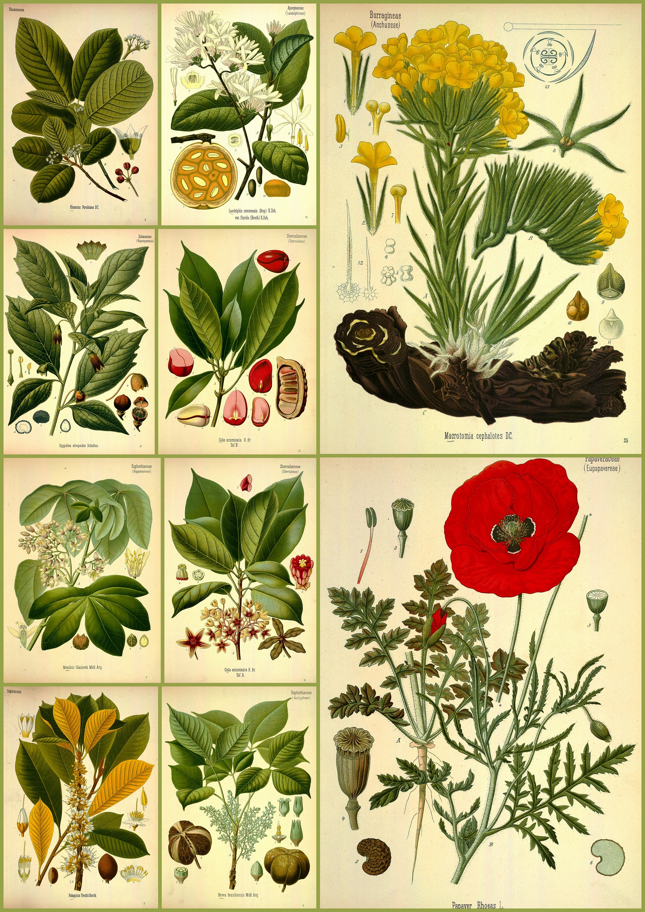 Etsy Pflanzen 81 Vintage Instant Pictures collection - Medizinal Medicinal Download Plants Printable of