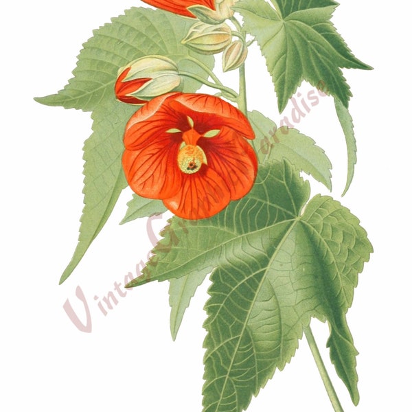 Antique Botanical Illustration Flower Digital Download Clip Art - Abutilon venoso Althaea Rosea  - Atlas des plantes de jardins
