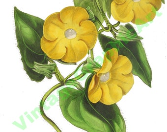 Antique Botanical Illustration Flower Digital Download Clip Art  - Florists Journal Part 5
