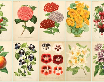 Set of 10 - Antique Botanical Illustration - llustrierte Garten-Zeitung