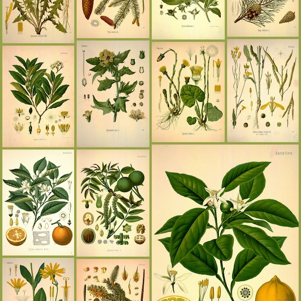 Medicinal plants part 2 - Medizinal Pflanzen -Collection of 81 vintage pictures  - printable instant download