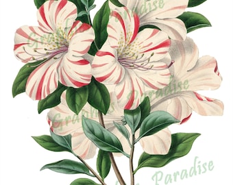 2 Antique Botanical Illustration Flower Digital Download Clip Art - Azalea Bealii, Franciscea Macrantha