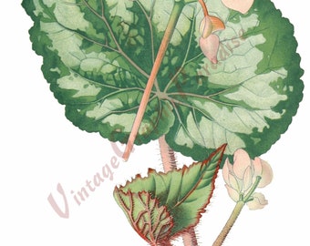 Antique Botanical Illustration Flower Digital Download Clip Art -Begonia Rex, Begonia tuberculeux  - Atlas des plantes de jardins