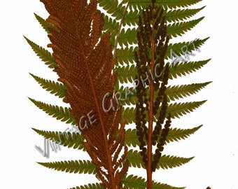 Fern Leaf Botanical Print  Clip Art Antique Botanical Illustration - 4 PNG and JPG Image for Printing set #2