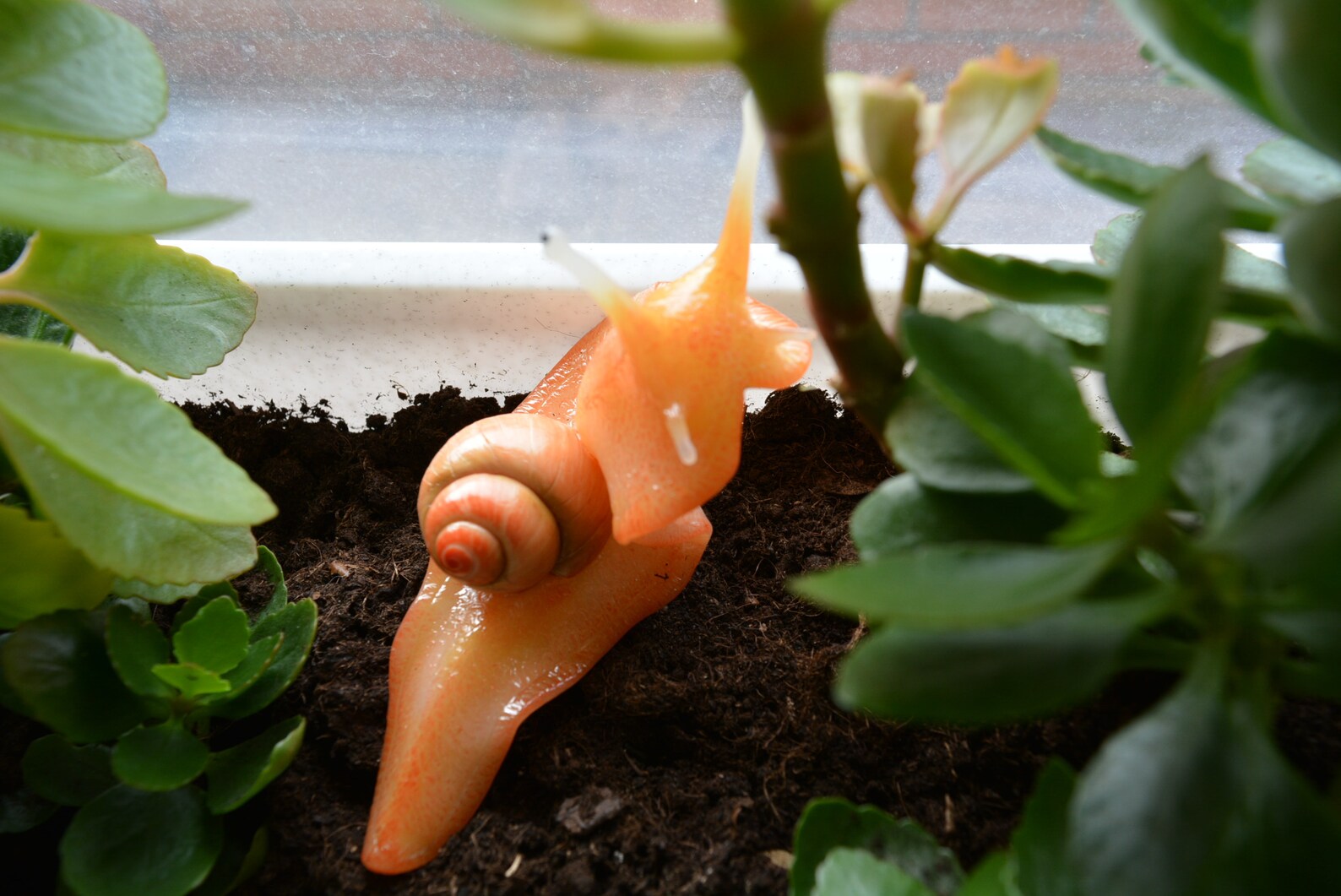 Flower snail for decorating pots Etsy