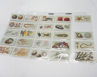 1920s Hignett's Cigarette Tobacco Cards COMMON OBJECTS of the SEASHORE Series - 24 of 25 in Sleeves