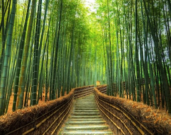 Kyoto Bamboo Forest Canvas Wall Art, Nature Landscape