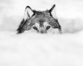 Grey Wolf Portrait, Wild Animal Cotton Canvas Art, Large Wall Decor