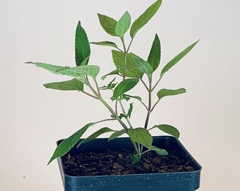 Pineapple Sage - Live Herb Plant - Salvia elegans - Grown in Organic Potting Soil on Our Small Family Farm in Mississippi