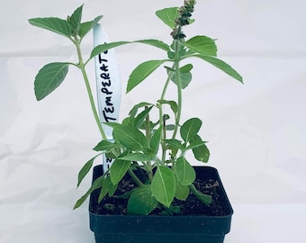 Temperate Tulsi - Live Herb Plant - Holy Basil - Ocimum africanum - Grown in Organic Potting Soil