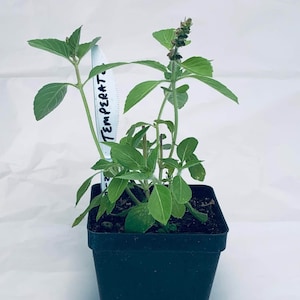 Temperate Tulsi - Live Herb Plant - Holy Basil - Ocimum africanum - Grown in Organic Potting Soil