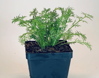 German Chamomile - Live Herb Plant - Matricaria recutita - Grown in Organic Potting Soil