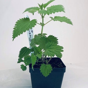 Stinging Nettle - Live Herb Plant - Urtica dioica - Grown in Organic Potting Soil