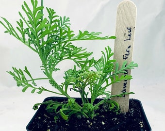 Fernleaf Lavender - Live Herb Plant - Lavandula multifida - Grown in Organic Potting Soil