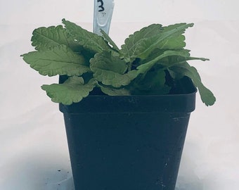 Wood Betony - Live Herb Plant - Stachys officinalis - Grown in Organic Potting Soil