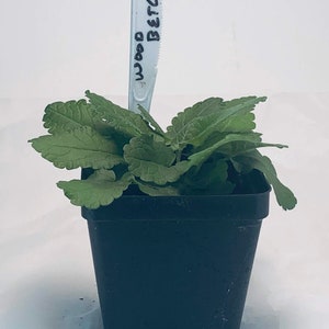 Wood Betony - Live Herb Plant - Stachys officinalis - Grown in Organic Potting Soil