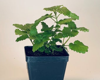 Lemon Balm - Live Herb Plant - Melissa officinalis - Grown in Organic Potting Soil