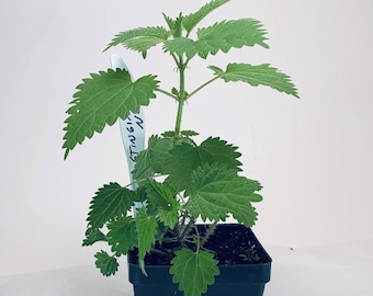 Stinging Nettle - Live Herb Plant - Urtica dioica - Grown in Organic Potting Soil