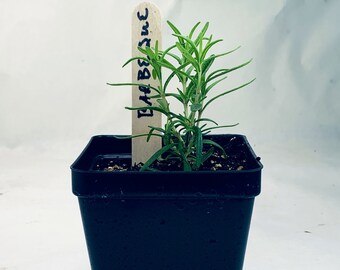 Rosemary - Live Herb Plant - Rosmarinus officinalis  'Barbeque' - Grown in Organic Potting Soil