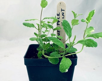 Pineapple Mint - Live Herb Plant - Mentha suaveolens ‘Pineapple’ - Grown in Organic Potting Soil on Our Small Family Farm