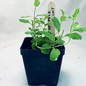 Pineapple Mint - Live Herb Plant - Mentha suaveolens ‘Pineapple’ - Grown in Organic Potting Soil on Our Small Family Farm