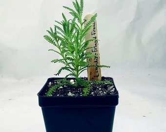 Fringed French Lavender - Live Herb Plant - Lavandula dentata - Grown in Organic Potting Soil