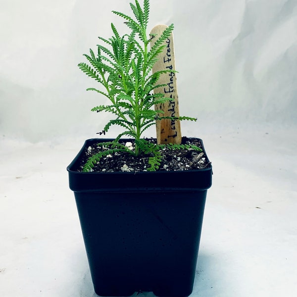 Fringed French Lavender - Live Herb Plant - Lavandula dentata - Grown in Organic Potting Soil