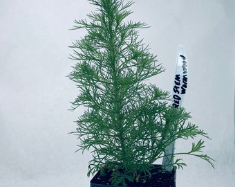 Redstem Wormwood- Live Herb Plant - Artemisia scoparia - Grown in Organic Potting Soil