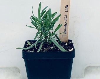 Fat Spike Lavender - Live Herb Plant - Lavandula x intermedia 'Grosso' - Grown in Organic Potting Soil