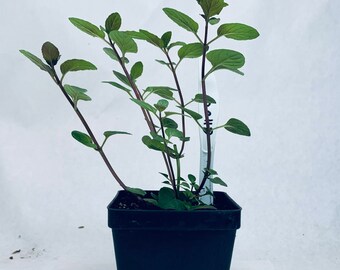 Chocolate Mint - Live Herb Plant - Mentha × piperita f. citrata ‘Chocolate’ - Grown in Organic Potting Soil on Our Small Family Farm