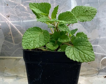Lime Balm - Live Herb Plant - Melissa officinalis - Grown in Organic Potting Soil