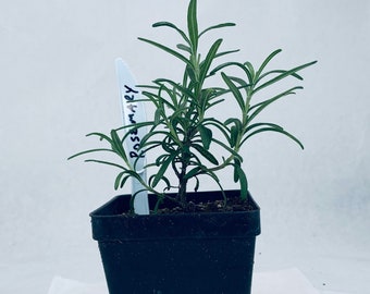 Rosemary - Live Herb Plant - Rosmarinus officinalis 'Tuscan Blue' - Grown in Organic Potting Soil