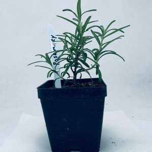 Rosemary - Live Herb Plant - Rosmarinus officinalis 'Tuscan Blue' - Grown in Organic Potting Soil