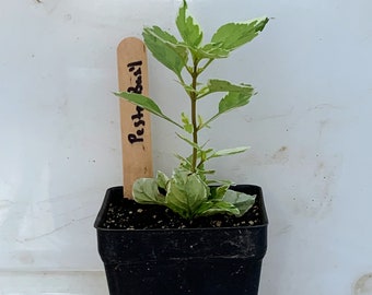 Pesto Basil - Live Herb Plant - Ocimum basilicum citriodorum - Grown in Organic Potting Soil