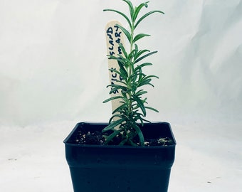 Rosemary - Live Herb Plant - Rosmarinus officinalis 'Spice Island' - Grown in Organic Potting Soil