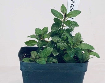 Peppermint - Live Herb Plant - Mentha × piperita - Grown in Organic Potting Soil