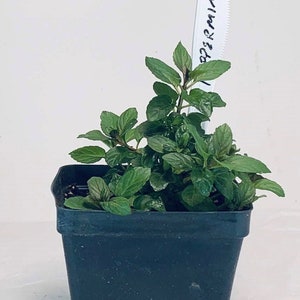 Peppermint - Live Herb Plant - Mentha × piperita - Grown in Organic Potting Soil