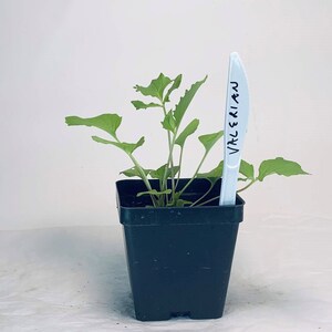 Valerian - Live Herb Plant - Valeriana officinalis - Grown in Organic Potting Soil