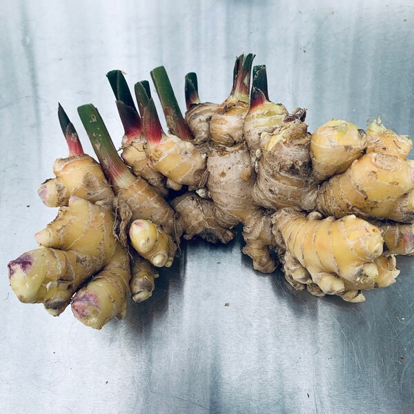 1 lb Fresh Organic Ginger Rhizome - Grown on our Small Family Herb Farm in Mississippi